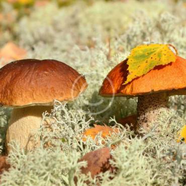 Six Simple Steps to Mushroom Farming